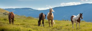 horseback riding special, sundance guest ranch, mark benson photo